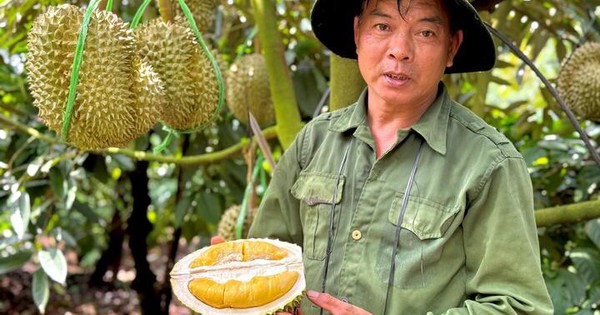 Sầu riêng sượng nước, nông dân bất lực nhìn giá rớt thảm