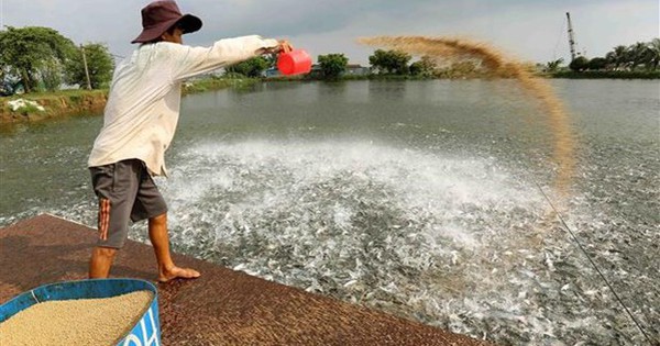 'Cá tỷ đô' của Việt Nam được Trung Quốc, Mỹ mê không lối thoát vì vừa rẻ vừa ngon: bỏ túi hơn 800 triệu USD, sản lượng đứng đầu thế giới