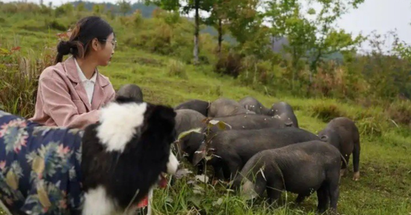 Nữ tiếp viên hàng không bỏ phố về quê nuôi lợn: 2 tháng bỏ túi hơn 700 triệu đồng nhờ livestream, ai nghe cũng 'ngã ngửa'