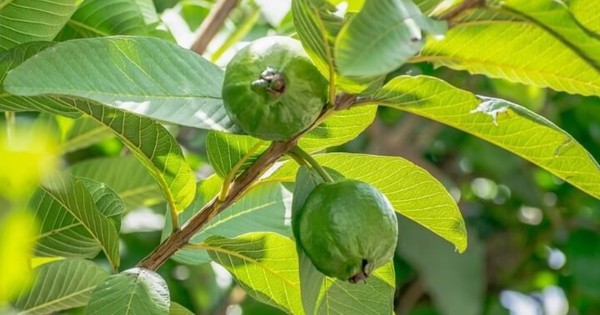 Việt Nam có loại lá chống rụng tóc, củng cố chân tóc cực tốt: Biết dùng còn khỏe tim mạch, tiêu hóa