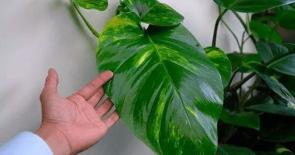 6 cây hoa này tốt nhất KHÔNG NÊN trưng trong nhà, vì "hoa càng thịnh người càng suy"