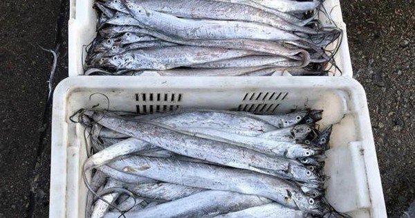 4 loại cá không thể nuôi nhân tạo trên thị trường, giá rẻ, thịt ngon, gặp là đừng bỏ lỡ