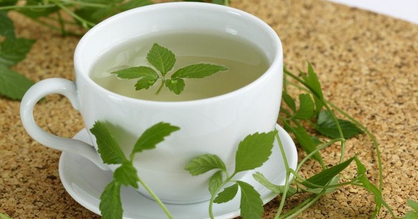 Loại cây mọc dại nhưng có khả năng chống oxy hóa cao gấp 8 lần trà xanh: Giải độc cơ thể, giảm mỡ máu