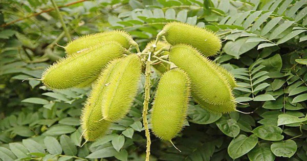 Cây dại xưa mọc đầy đường nay giá 300.000 đồng/kg