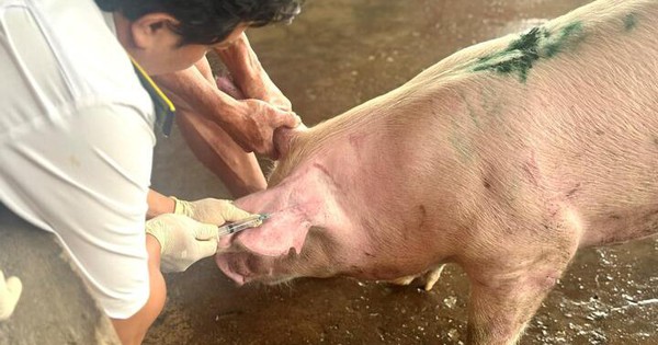 Lấy mẫu máu heo của C.P. Việt Nam tại lò mổ ở Sóc Trăng xét nghiệm dịch bệnh