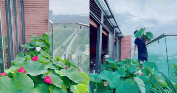 Ông bố trẻ biến sân thượng penthouse thành hồ sen nở rực – thành quả đẹp đến khó tin