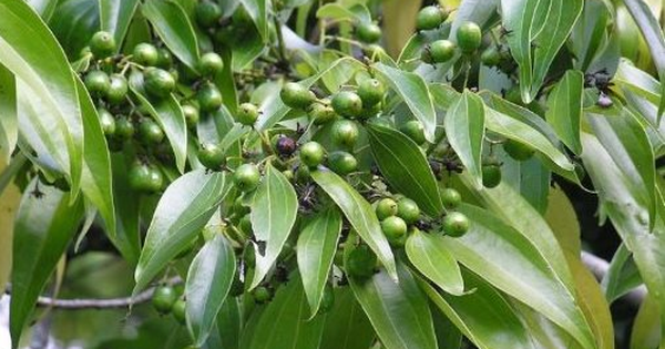 Việt Nam sở hữu hơn 180.000 ha 'sản vật' quý hiếm của thế giới: Thu về 123 triệu USD kể từ đầu năm, từ gốc đến ngọn đều hái ra tiền