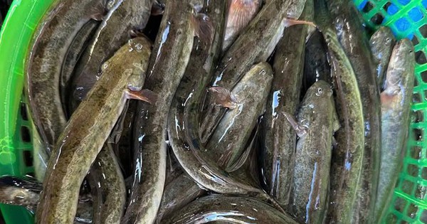Loại cá "nhà nghèo" nay thành đặc sản, phơi khô bán 700.000 đồng/kg, nhà giàu mê như điếu đổ