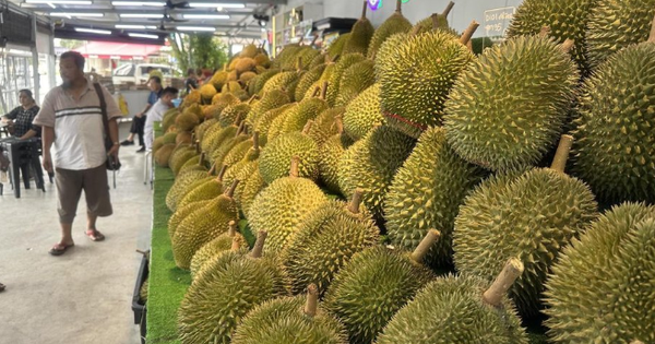 Không phải Thái Lan hay Việt Nam, một làn sóng sầu riêng cao cấp đang hình thành tại quốc gia Đông Nam Á: Trung Quốc không tiếc tiền mua hàng, sản lượng nửa triệu tấn năm 2025