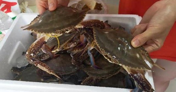 Thích ăn cua nhưng không biết cách chọn? 2 mẹo mua cua từ lão ngư, con nào cũng tươi ngon, chắc thịt!