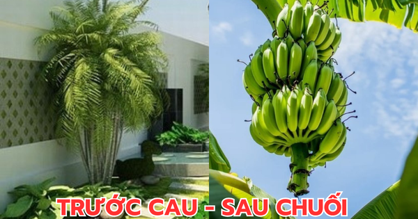 Ông bà dặn kỹ: "Trước cau sau chuối" - Sự thật là gì mà người nhà giàu không dám đảo ngược?