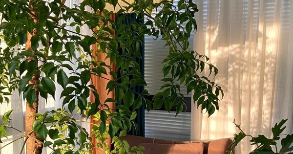 Khuyên thật lòng: Phòng khách trồng đúng 3 cây này, vượng khí dâng cao, tiền về như nước