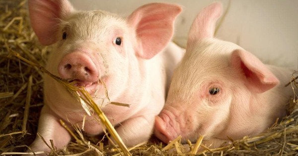 Giá trị của Masan MeatLife và Dabaco tăng thêm hàng nghìn tỷ đồng giữa lùm xùm thịt lợn của C.P