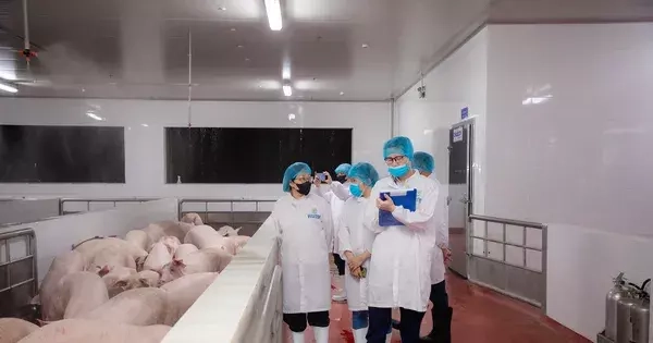 Kiểm tra hoạt động giết mổ lợn của Công ty C.P Việt Nam tại Hà Nội