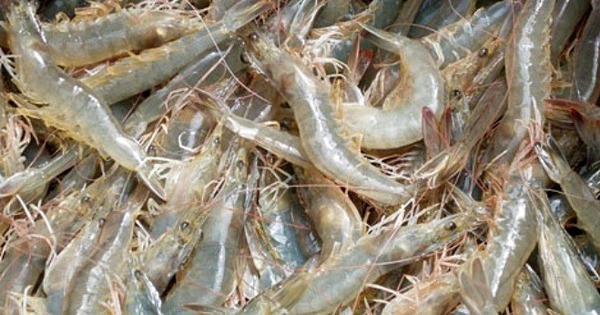 Tưởng tôm hùm là "vua canxi", ai ngờ thua xa loại tôm nhà quê, giá rẻ, bán đầy chợ Việt