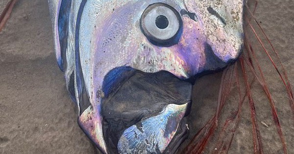 "Cá tận thế" siêu hiếm dạt vào bờ biển Úc