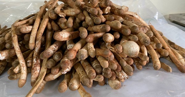 Chỉ xuất hiện mỗi năm 1 lần, loại “lộc trời” thành đặc sản của Việt Nam, bán 1 triệu/kg nhưng vẫn có người mua ầm ầm