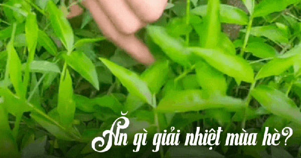 "Loại rau" gây ngỡ ngàng nhất mùa hè này: Tưởng là cỏ mọc dại nhưng nấu được loạt món ngon giúp thanh nhiệt cực tốt