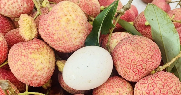 Loại vải to như quả trứng gà, giá 240k/kg vẫn cháy hàng: Đặc sản địa phương "lên đời" sang châu Âu!