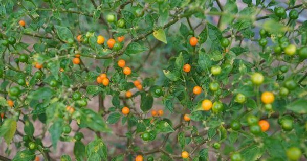 Loại quả đắt đỏ bậc nhất thế giới, giá tới 600 triệu đồng/kg, ở Việt Nam có người đem tặng miễn phí