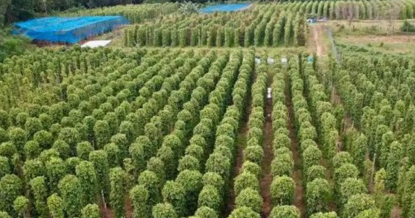 Mỹ bất ngờ săn lùng loại nông sản quý hiếm của Việt Nam: Nước ta xuất khẩu bằng cả thế giới cộng lại, sở hữu hơn 100.000 ha diện tích trồng