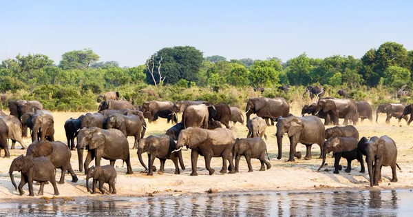 Zimbabwe tiêu diệt voi cung cấp thịt cho cư dân