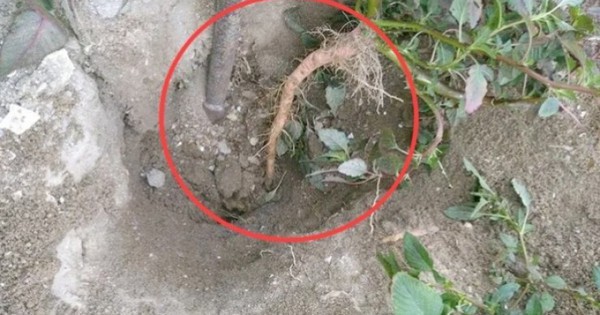 Cây người Việt chỉ ăn lá, ai ngờ rễ mới là “mỏ vàng” hái ra tiền
