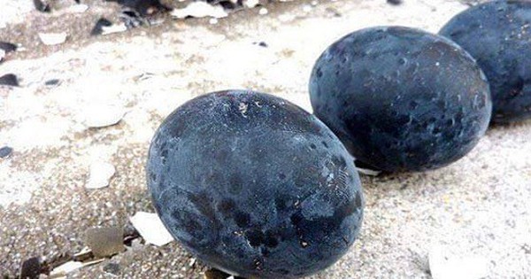Loại trứng đắt đỏ bậc nhất thế giới, giá tới 1 triệu đồng/quả, ở Việt Nam cũng có