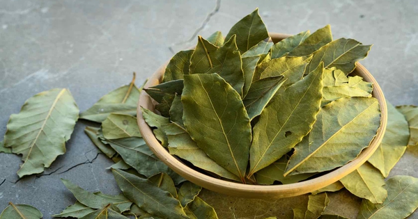 Loại lá dân dã ở Việt Nam lại có giá 2 triệu đồng/kg ở Mỹ: Là dược liệu quý, tiềm năng phòng ung thư