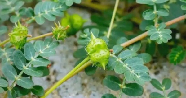 “Cỏ rác” mọc đầy làng quê Việt, giờ hóa “cỏ kim cương” được dân buôn săn lùng