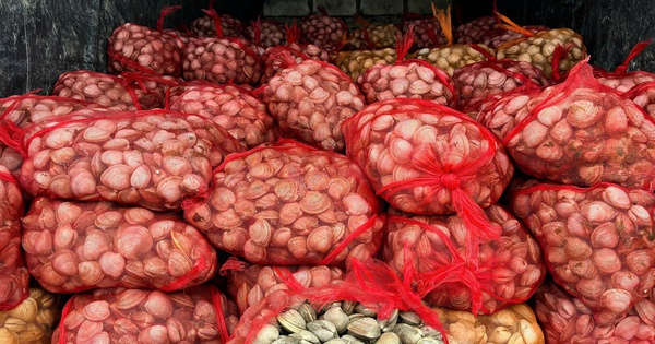2 người đàn ông vận chuyển 17 tấn ngao, hàu từ biên giới vào trong nước tiêu thụ bị phát hiện