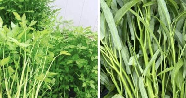 Chuyên gia cảnh báo những loại rau là 'ổ sán', không nên ăn sống