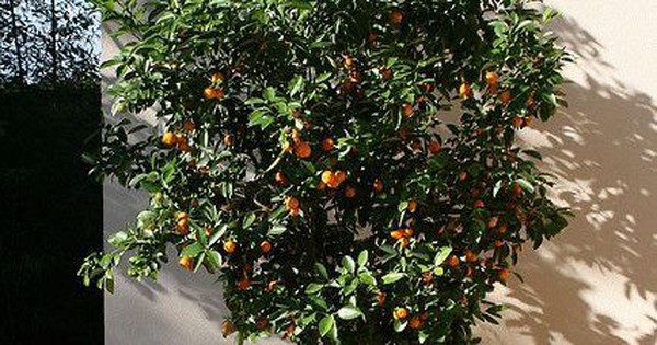 Người thông minh bí mật trồng 5 cây cảnh trong nhà: Gia tăng vận khí, hút lộc vào như nước