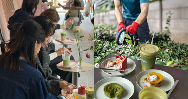 Nông dân trồng trà ở Nhật Bản kiệt sức trước xu hướng "sơ hở là matcha" của giới trẻ