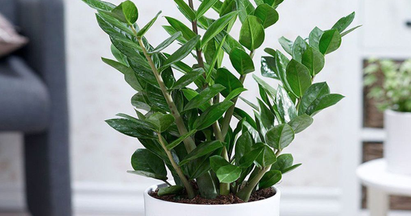 Trồng kim tiền: 3 đại kỵ cần tránh kẻo cây tàn, người lụi bại