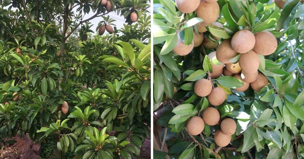 5 cây được khuyên NÊN trồng trước nhà: Phong thủy hanh thông, tài lộc "không cầu mà tự đắc"