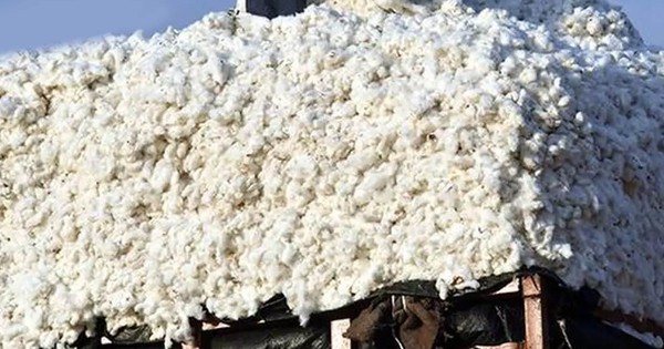 Hàng trăm nghìn tấn 'vàng trắng' từ Mỹ ồ ạt tràn về Việt Nam với giá siêu rẻ: nhập khẩu tăng hơn 100%, nước ta tiêu thụ 1,5 triệu tấn/năm