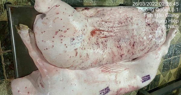 NÓNG: C.P. Việt Nam công bố kết quả giải quyết của công an liên quan tố cáo thịt heo bệnh