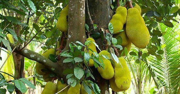 4 cây tụ lộc trời ban: Chặt là mất phúc, giữ thì tài lộc phú quý vô biên