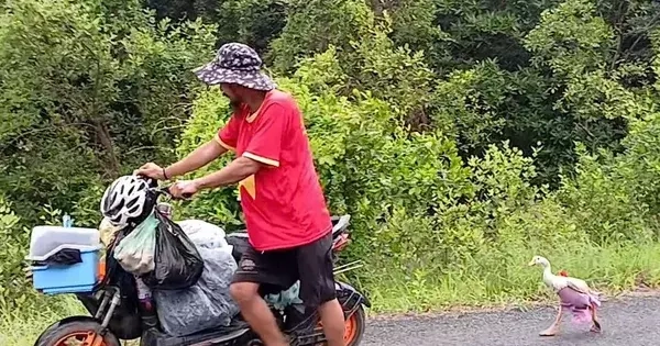 Chú ngỗng cực khôn cùng chủ đi bộ xuyên Việt, được trả ngàn đô cũng không bán