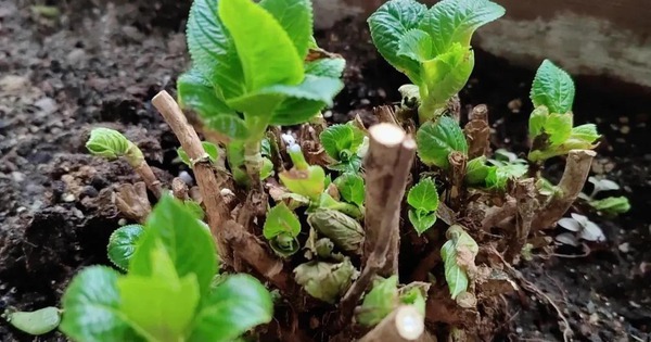 4 loại cây càng trồng càng xui xẻo, rước bực tức, thậm chí chuốc họa vào người