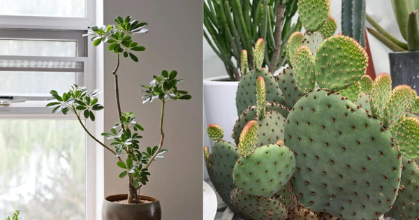 Người thông minh âm thầm nuôi 4 cây này trong nhà, chúng là "người hùng" bảo vệ sức khỏe