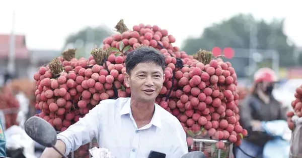 Vải thiều Bắc Ninh vào khu công nghiệp, doanh nghiệp FDI đăng ký mua tới tấp