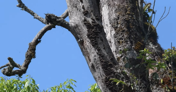 Ở độ cao hơn 2.000m, chuyên gia trung tâm Nhiệt đới Việt-Nga phát hiện “kho báu sống”: Lần đầu tiên quan sát được