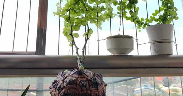 Chồng chê cây của vợ là “đống đá kỳ dị”, cư dân mạng liền phản pháo: “Không hiểu thì đừng nói nhảm!”