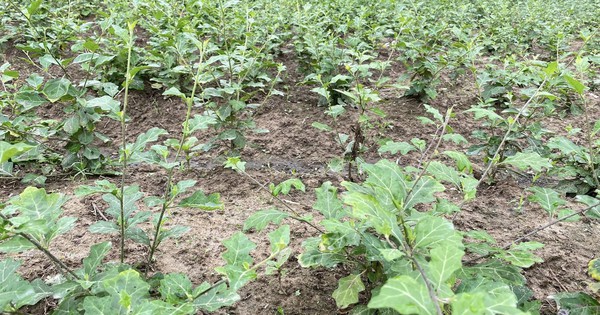 Loại cây dại xưa không ai ngó, nay hóa “vàng xanh”: Chữa bệnh gan cực tốt, đã được Bộ Y tế công nhận