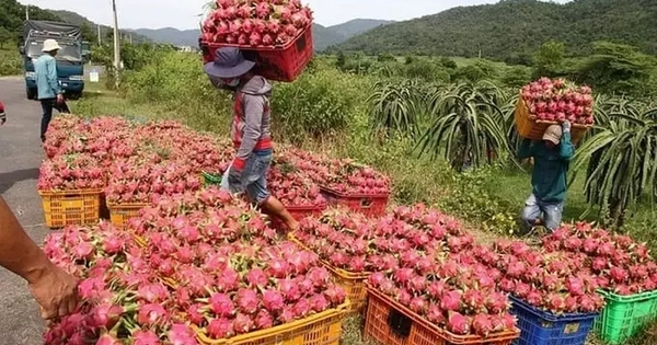 Họp 'nóng' tìm cách khơi thông ách tắc nông sản xuất châu Âu