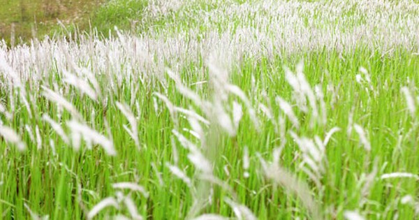 Cây cỏ dại mọc khắp nơi nhưng ít người biết là thuốc khỏe thận, mát máu: Bộ Y tế công nhận tác dụng