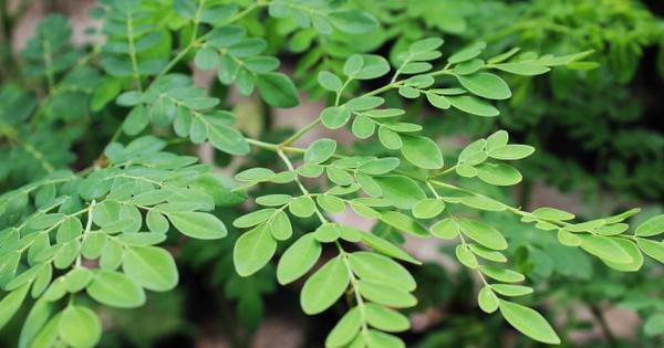Việt Nam có 1 loại "lá trường thọ", được Mỹ đánh giá tốt hơn cả trà xanh: Từ rễ đến ngọn đều là thuốc, bổ ngang tổ yến nhân sâm