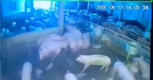 Đàn lợn sắp xuất chuồng bị điện giật chết, chủ trang trại thiệt hại hàng trăm triệu đồng